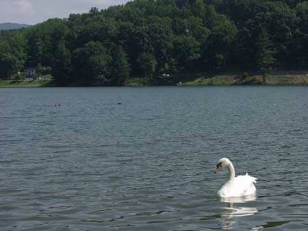 "Swan Lake"